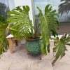 Monstera deliciosa en macetero Mexicano