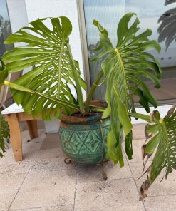 Monstera deliciosa en macetero Mexicano