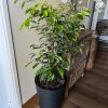 Ficus Anastasia en macetero