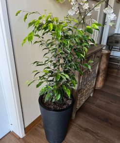 Ficus Anastasia en macetero
