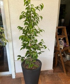 Ficus en macetero doble fondo