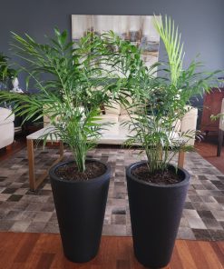 Chamaedorea Elegans en macetero Nueva