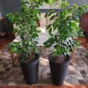Ficus Anastasia en macetero tubular