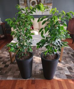 Ficus Anastasia en macetero tubular
