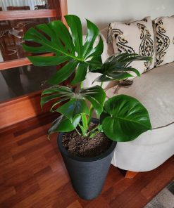 Monstera en macetero tubular