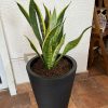 Sansevieria Laurentii en macetero doble fondo