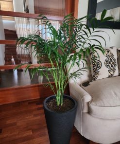 Chamaedorea Elegans en macetero tubular