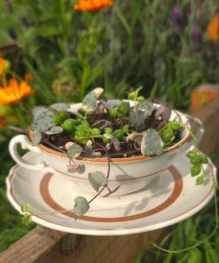 Suculenta Ceropegia woodii Pink y Rosario en loza Vintage