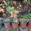 Cactus Echinopsis Candicans