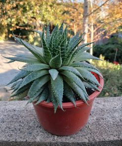Planta Antorcha
