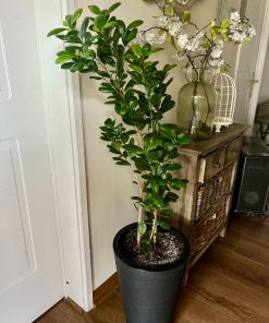 Ficus Moclame en macetero doble fondo
