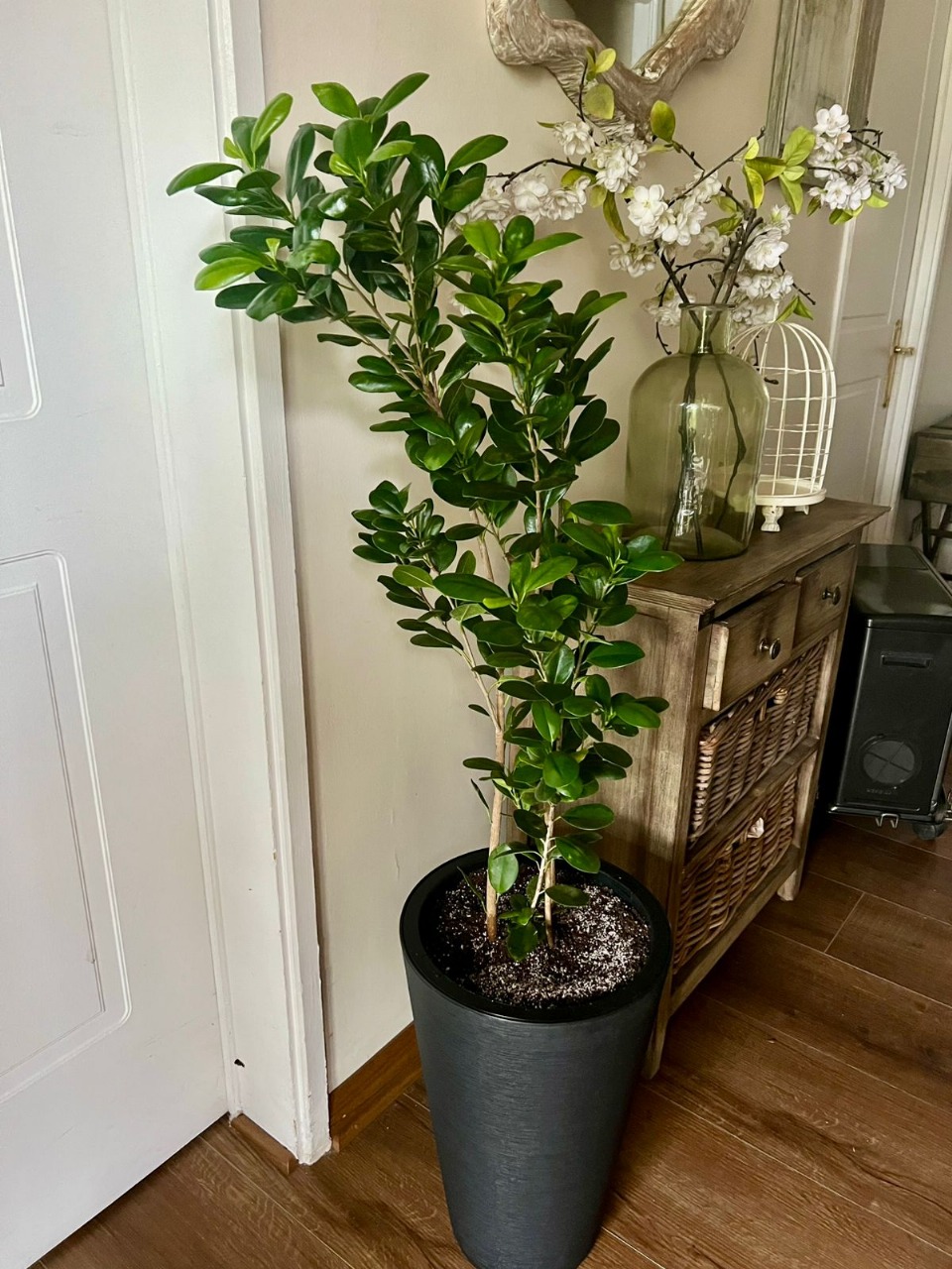 Ficus Moclame en macetero doble fondo