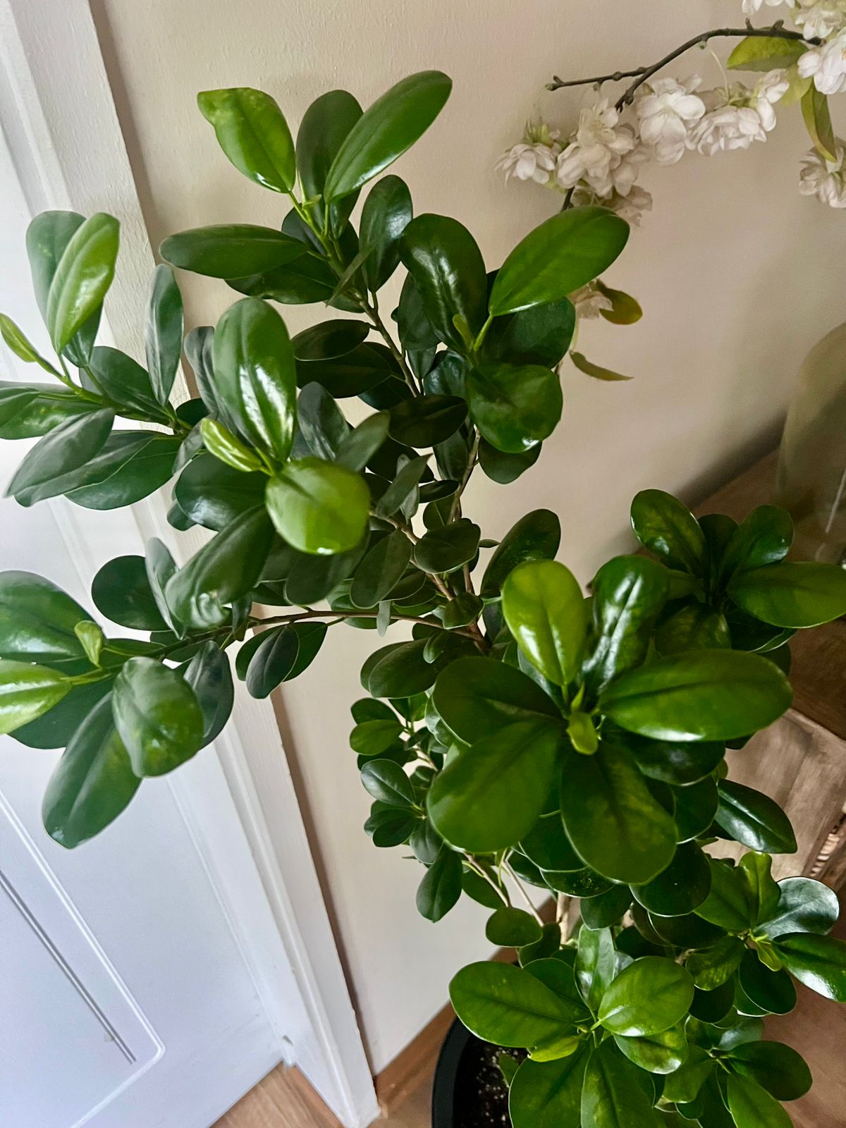 Ficus Moclame en macetero doble fondo - Imagen 2
