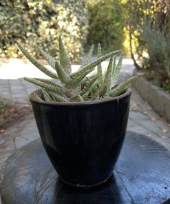 Planta Aloe Rauhii en macetero