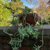 Planta Graptosedum en macetero