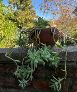 Planta Graptosedum en macetero