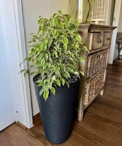 Ficus hoja enana variegado en macetero