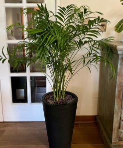 Chamaedorea elegans XL en macetero