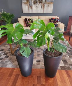 Monstera en macetero Tubular