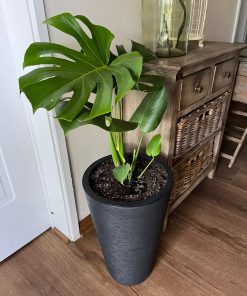 Monstera en macetero