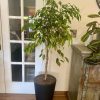 Ficus trenzado en macetero