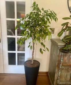 Ficus trenzado en macetero