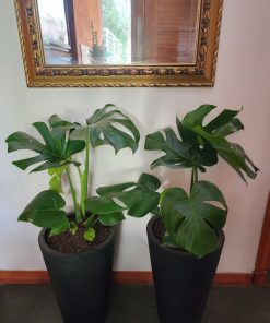 Monsteras en macetero tubular