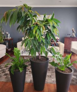 Ficus Alii en macetero tubular