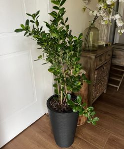 Ficus Moclame macetero desmontable