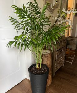 Chamaedorea elegans XL macetero desmontable