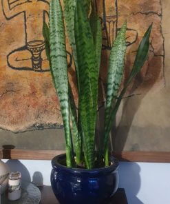 Planta Lengua de suegra en macetero
