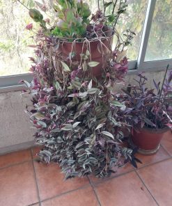 Planta Tradescantia zebrina