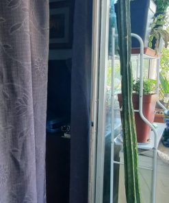 Cactus San Pedro en macetero