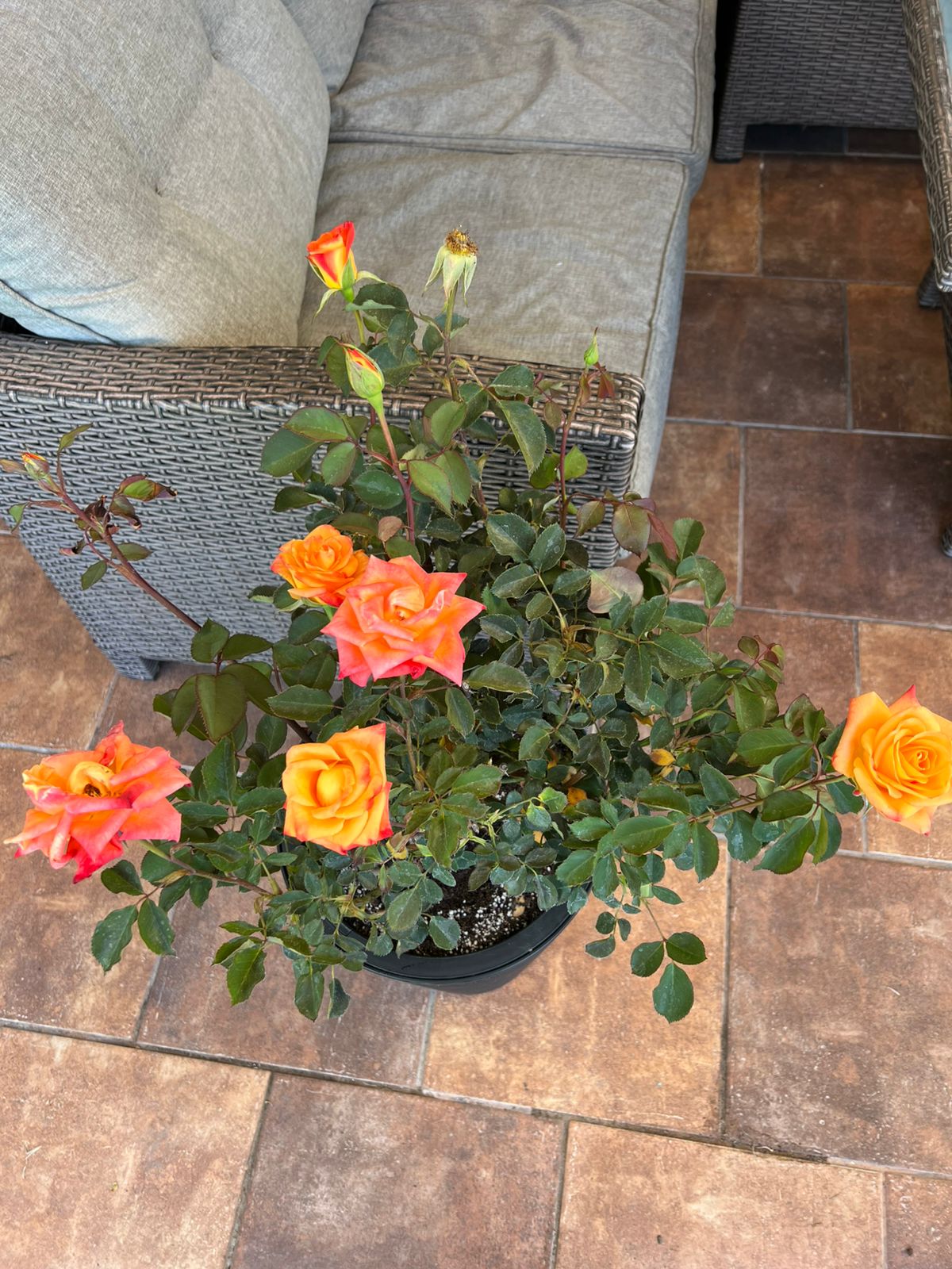 Rosal en macetero - Imagen 2