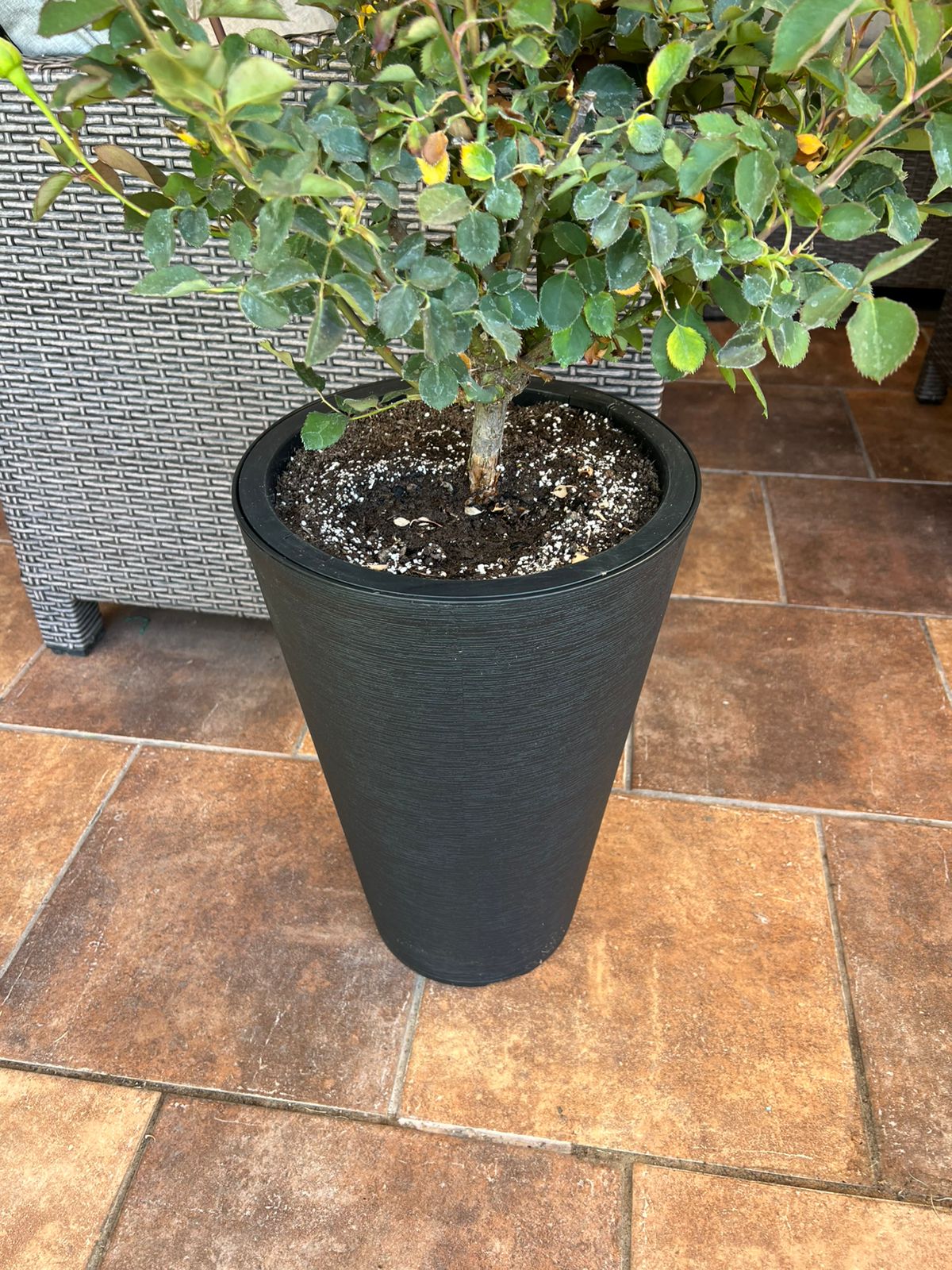 Rosal en macetero - Imagen 3