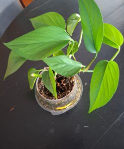 Planta potus en crecimiento de 2 esquejes