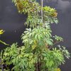 Schefflera XXL