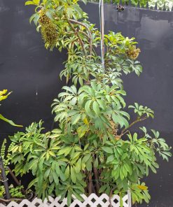 Schefflera XXL