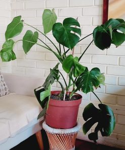 Monstera Deliciosa en macetero