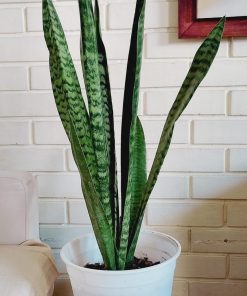 Sansevieria o Lengua de suegra en macetero