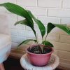 Aspidistra en macetero