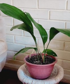 Aspidistra en macetero