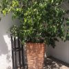 Ficus benjamina altas en macetero