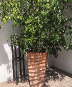 Ficus benjamina altas en macetero