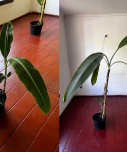 Planta Musa bananero