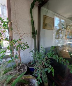 Cactus macetero base ruedas