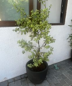 Planta Pitosporum Nigricans en macetero de arcilla pintado gris oscuro