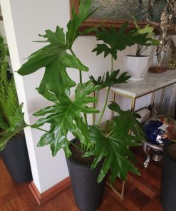 Paraguayo en macetero tubular