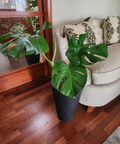 Monstera deliciosa en macetero tubular