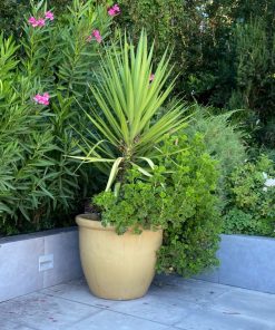 Macetero cerámica Himalaya XL con planta